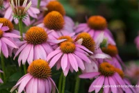 Garten-Scheinsonnenhut „Mistral“ 7 Garten-Scheinsonnenhut „Mistral“ – Bild 5