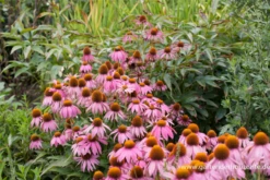 Garten-Scheinsonnenhut „Mistral“ 10 Garten-Scheinsonnenhut „Mistral“ -Blumen Risse Verkaufsladen P2001418 3 800x800