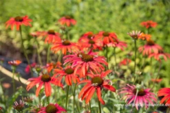 Garten-Scheinsonnenhut „Tomato Soup“®
