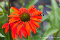 Garten-Scheinsonnenhut „Tomato Soup“® 7 Garten-Scheinsonnenhut „Tomato Soup“® – Bild 5