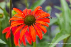 Garten-Scheinsonnenhut „Tomato Soup“® 9 Garten-Scheinsonnenhut „Tomato Soup“® -Blumen Risse Verkaufsladen P2001433 2 800x800