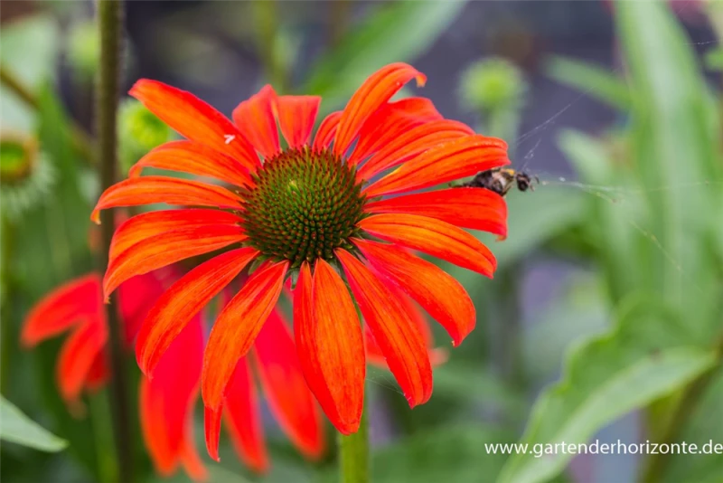 Garten-Scheinsonnenhut „Tomato Soup“® 4 Garten-Scheinsonnenhut „Tomato Soup“® – Bild 2