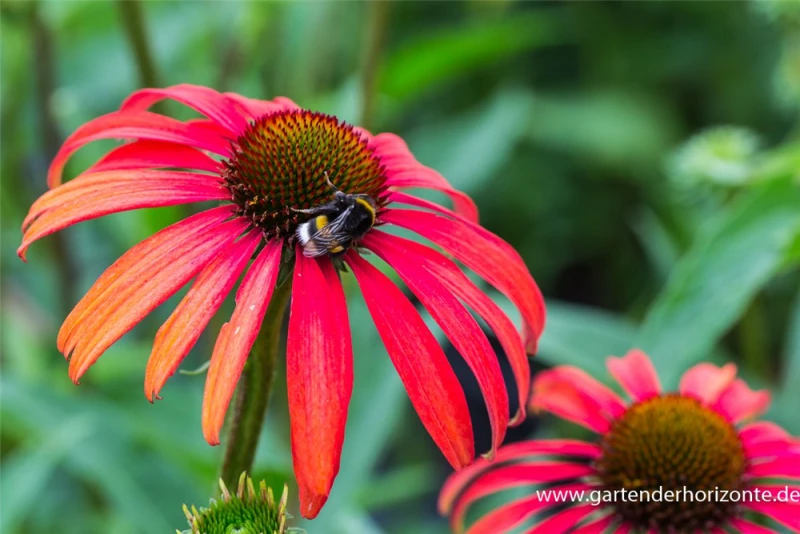 Garten-Scheinsonnenhut „Tomato Soup“® 5 Garten-Scheinsonnenhut „Tomato Soup“® – Bild 3
