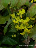 Frohnleiten-Garten-Elfenblume „Frohnleiten“ 9 Frohnleiten-Garten-Elfenblume „Frohnleiten“ – Bild 7