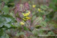 Frohnleiten-Garten-Elfenblume „Frohnleiten“ 10 Frohnleiten-Garten-Elfenblume „Frohnleiten“ – Bild 8