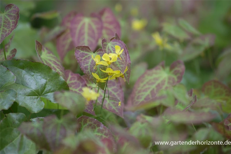 Frohnleiten-Garten-Elfenblume „Frohnleiten“ 4 Frohnleiten-Garten-Elfenblume „Frohnleiten“ – Bild 2