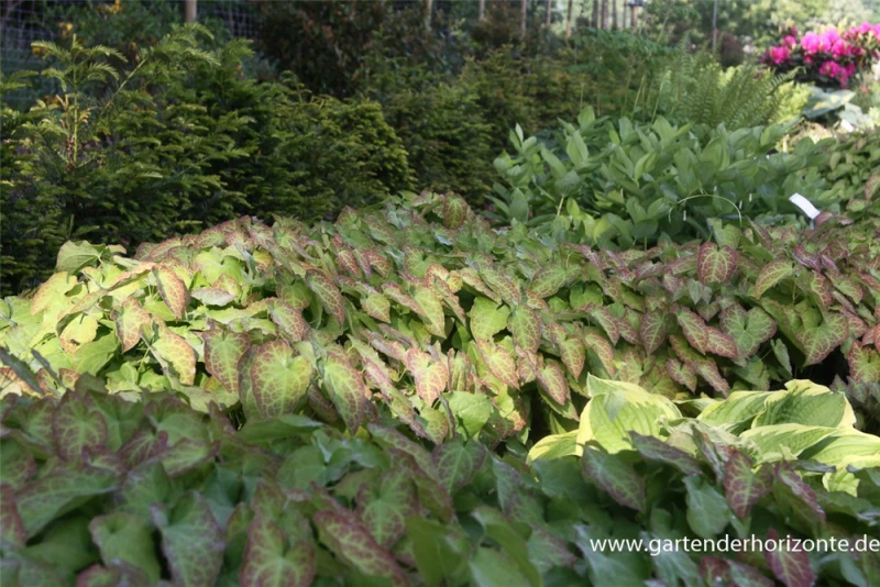 Frohnleiten-Garten-Elfenblume „Frohnleiten“ 5 Frohnleiten-Garten-Elfenblume „Frohnleiten“ – Bild 3