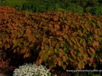 Frohnleiten-Garten-Elfenblume „Frohnleiten“ 12 Frohnleiten-Garten-Elfenblume „Frohnleiten“ – Bild 10