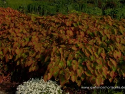 Frohnleiten-Garten-Elfenblume „Frohnleiten“ 18 Frohnleiten-Garten-Elfenblume „Frohnleiten“ -Blumen Risse Verkaufsladen P2001474 5 800x800