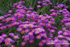 Feinstrahl 24 Feinstrahl -Blumen Risse Verkaufsladen P2001490 3 800x800