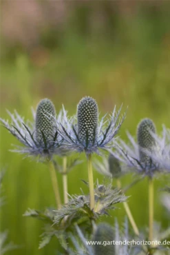Garten-Mannstreu „Blue Star“ -Blumen Risse Verkaufsladen P2001513 2 800x800