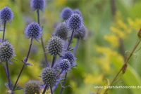 Flachblättriger Mannstreu 10 Flachblättriger Mannstreu – Bild 8