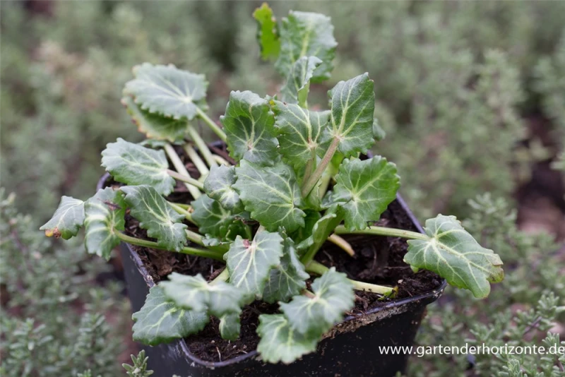 Atlas-Mannstreu 3 Atlas-Mannstreu