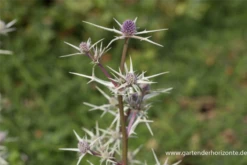 Atlas-Mannstreu 7 Atlas-Mannstreu -Blumen Risse Verkaufsladen P2001521 2 800x800