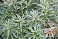 Goldlack „Bowles Mauve“ 11 Goldlack „Bowles Mauve“ – Bild 9