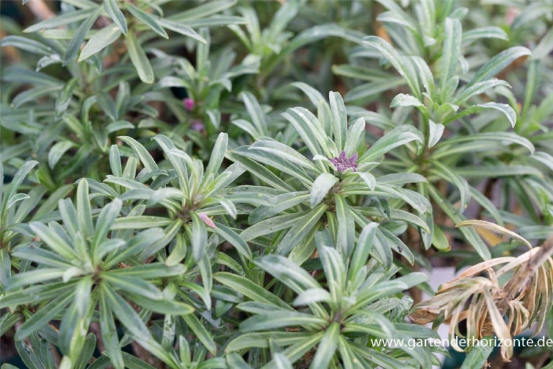 Goldlack „Bowles Mauve“ 5 Goldlack „Bowles Mauve“ – Bild 3