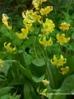 Stern-Hundszahn „Pagode“ 6 Stern-Hundszahn „Pagode“ – Bild 4