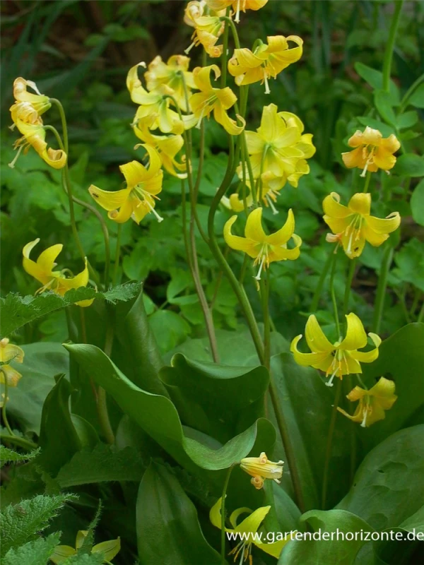 Stern-Hundszahn „Pagode“ 3 Stern-Hundszahn „Pagode“