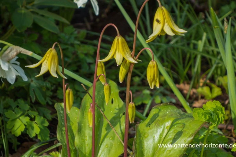 Stern-Hundszahn „Pagode“ 4 Stern-Hundszahn „Pagode“ – Bild 2