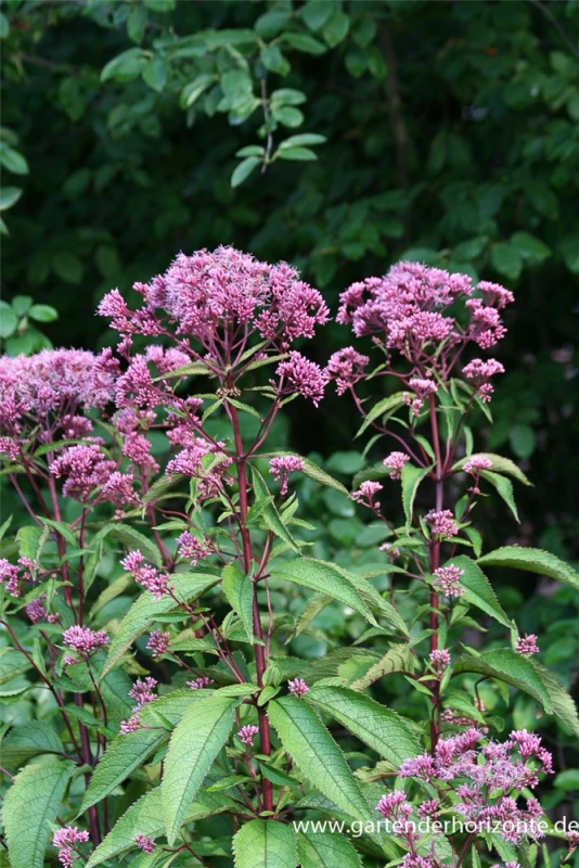Großer Garten-Wasserdost „Atropurpureum“ 3 Großer Garten-Wasserdost „Atropurpureum“