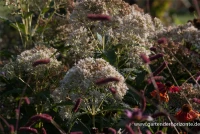 Großer Garten-Wasserdost „Bartered Bride“ 11 Großer Garten-Wasserdost „Bartered Bride“ – Bild 9