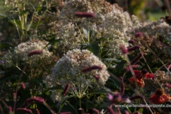 Großer Garten-Wasserdost „Bartered Bride“