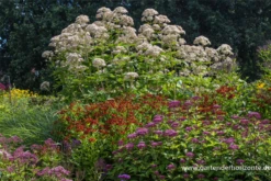 Großer Garten-Wasserdost „Bartered Bride“ 19 Großer Garten-Wasserdost „Bartered Bride“ -Blumen Risse Verkaufsladen P2001540 2 800x800