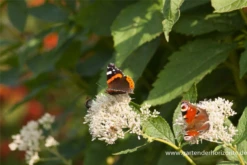 Großer Garten-Wasserdost „Bartered Bride“ 20 Großer Garten-Wasserdost „Bartered Bride“ -Blumen Risse Verkaufsladen P2001540 3 800x800