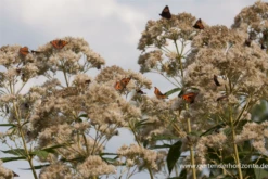Großer Garten-Wasserdost „Bartered Bride“ 21 Großer Garten-Wasserdost „Bartered Bride“ -Blumen Risse Verkaufsladen P2001540 4 800x800