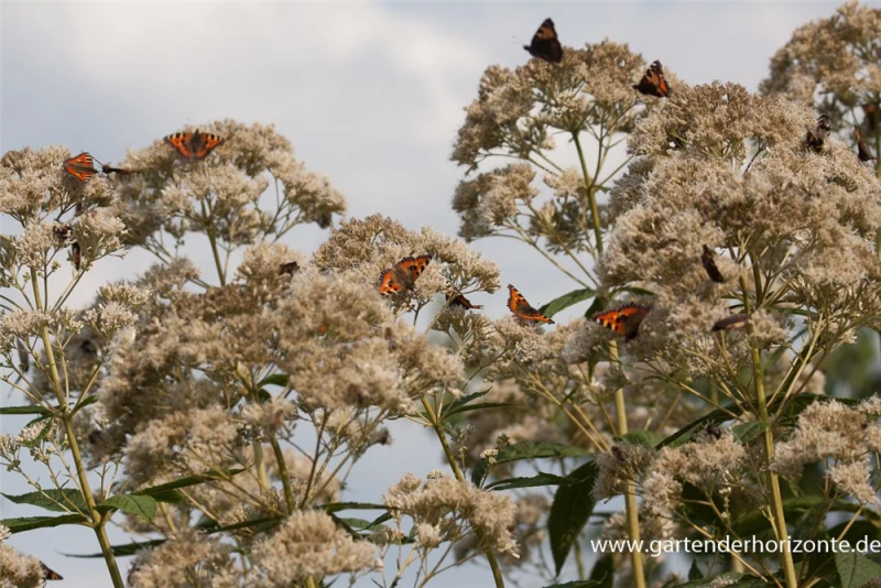 Großer Garten-Wasserdost „Bartered Bride“ 6 Großer Garten-Wasserdost „Bartered Bride“ – Bild 4