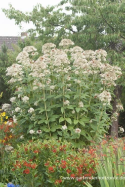 Großer Garten-Wasserdost „Bartered Bride“ 22 Großer Garten-Wasserdost „Bartered Bride“ -Blumen Risse Verkaufsladen P2001540 5 800x800