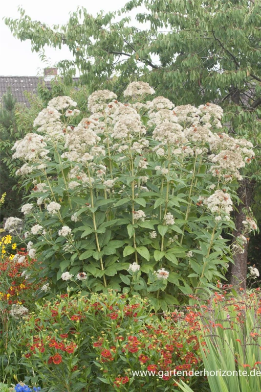 Großer Garten-Wasserdost „Bartered Bride“ 7 Großer Garten-Wasserdost „Bartered Bride“ – Bild 5
