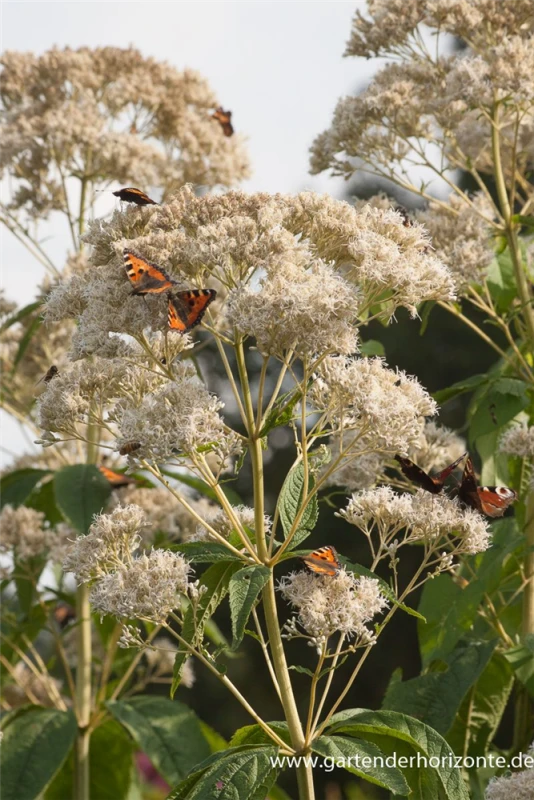 Großer Garten-Wasserdost „Bartered Bride“ 8 Großer Garten-Wasserdost „Bartered Bride“ – Bild 6