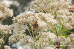 Großer Garten-Wasserdost „Bartered Bride“ 24 Großer Garten-Wasserdost „Bartered Bride“ -Blumen Risse Verkaufsladen P2001540 7 800x800