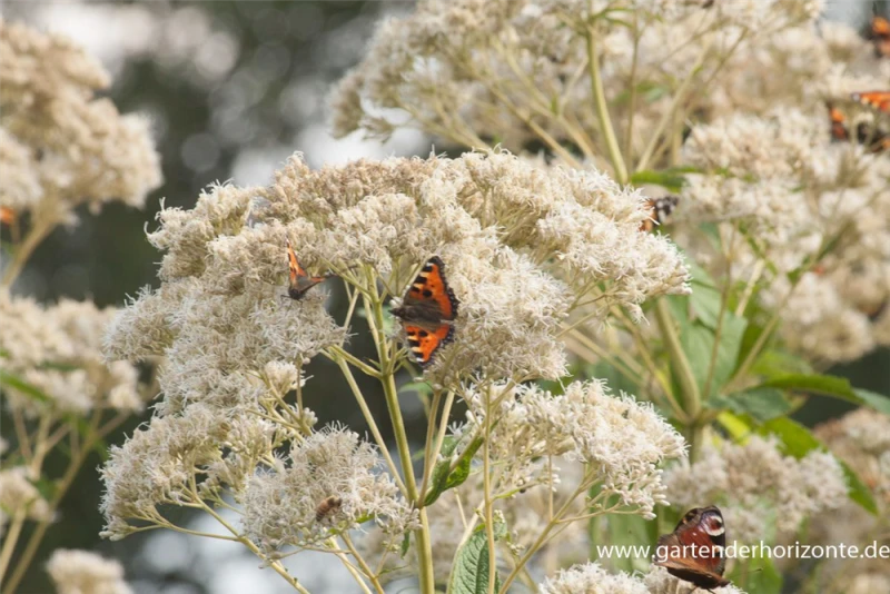 Großer Garten-Wasserdost „Bartered Bride“ 9 Großer Garten-Wasserdost „Bartered Bride“ – Bild 7
