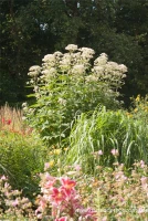 Großer Garten-Wasserdost „Bartered Bride“ 18 Großer Garten-Wasserdost „Bartered Bride“ – Bild 16