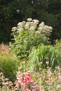 Großer Garten-Wasserdost „Bartered Bride“ 25 Großer Garten-Wasserdost „Bartered Bride“ -Blumen Risse Verkaufsladen P2001540 8 800x800