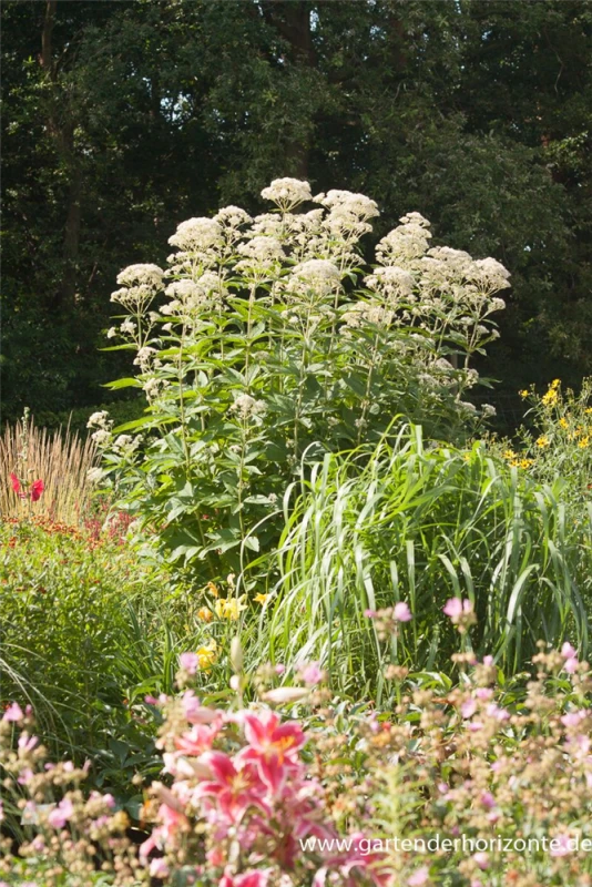 Großer Garten-Wasserdost „Bartered Bride“ 10 Großer Garten-Wasserdost „Bartered Bride“ – Bild 8