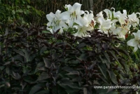 Braunblättriger Garten-Wasserdost „Chocolate“ 5 Braunblättriger Garten-Wasserdost „Chocolate“ – Bild 3