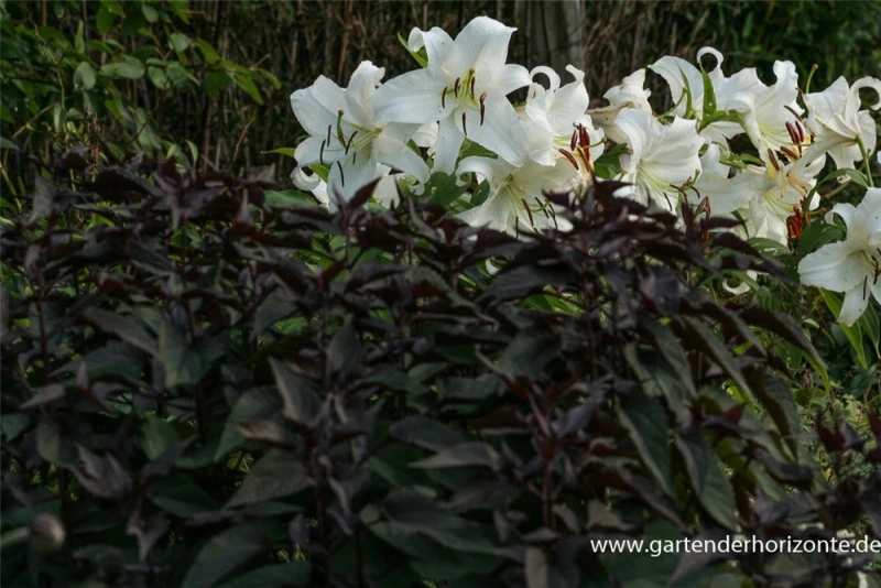 Braunblättriger Garten-Wasserdost „Chocolate“ 3 Braunblättriger Garten-Wasserdost „Chocolate“