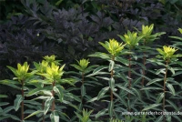 Hohe Garten-Wolfsmilch „Goldener Turm“ 9 Hohe Garten-Wolfsmilch „Goldener Turm“ – Bild 7