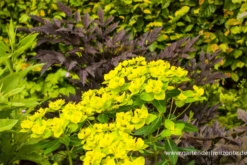 Hohe Garten-Wolfsmilch „Goldener Turm“ 15 Hohe Garten-Wolfsmilch „Goldener Turm“ -Blumen Risse Verkaufsladen P2001560 2 800x800