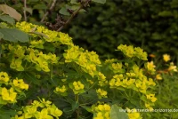 Hohe Garten-Wolfsmilch „Goldener Turm“ 11 Hohe Garten-Wolfsmilch „Goldener Turm“ – Bild 9