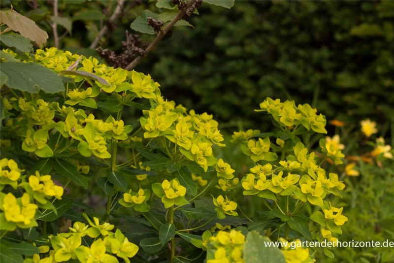 Hohe Garten-Wolfsmilch „Goldener Turm“ 5 Hohe Garten-Wolfsmilch „Goldener Turm“ – Bild 3