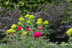 Hohe Garten-Wolfsmilch „Goldener Turm“ 18 Hohe Garten-Wolfsmilch „Goldener Turm“ -Blumen Risse Verkaufsladen P2001560 5 800x800