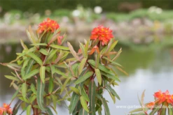 Garten-Wolfsmilch „Fireglow“ -Blumen Risse Verkaufsladen P2001565 2 800x800