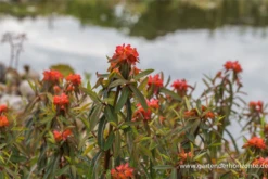 Garten-Wolfsmilch „Fireglow“ -Blumen Risse Verkaufsladen P2001565 3 800x800