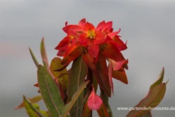 Garten-Wolfsmilch „Fireglow“ -Blumen Risse Verkaufsladen P2001565 4 800x800