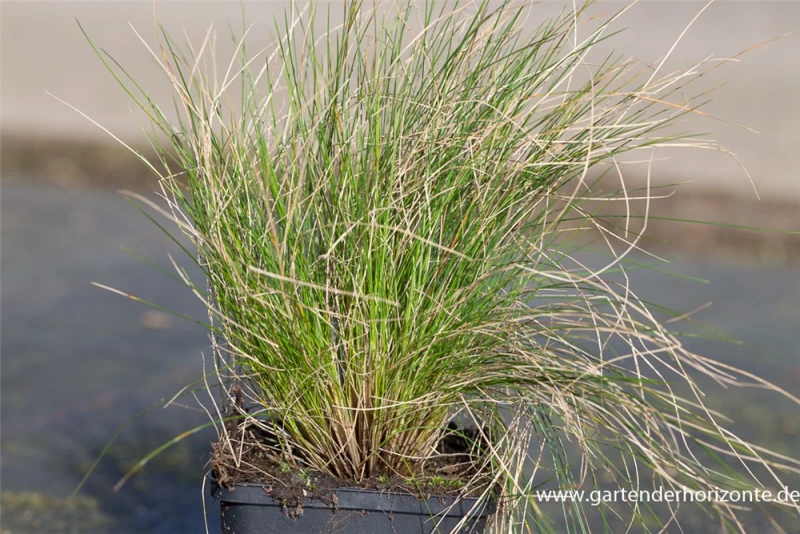 Amethyst-Schwingel 3 Amethyst-Schwingel