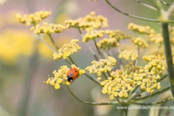Dunkelblättriger Garten-Fenchel „Atropurpureum“ -Blumen Risse Verkaufsladen P2001615 2 800x800